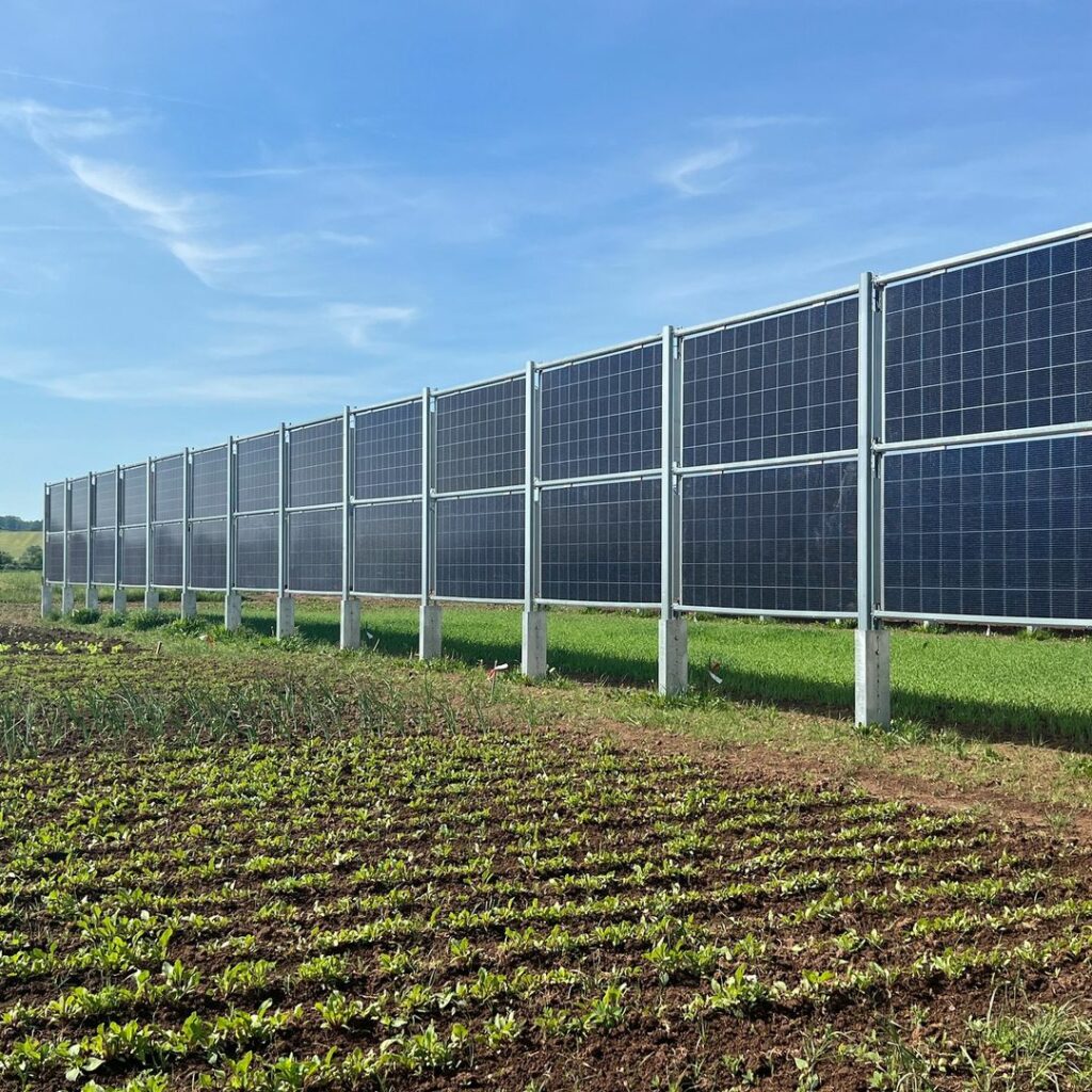 vegetables HeideHof COPYRIGHT Heide Solar GmbH & Co. KG